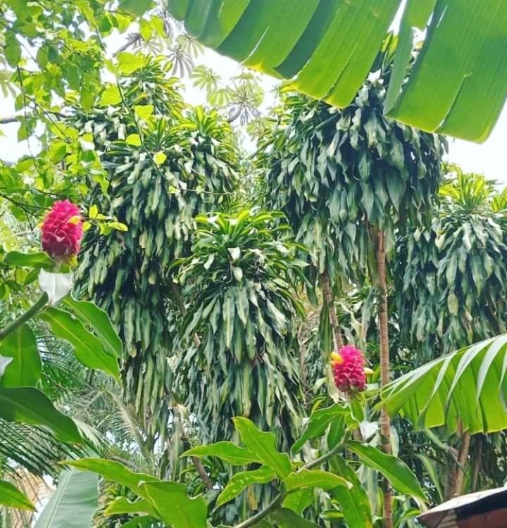 Posada Maria Iguazu Puerto Iguazu Ngoại thất bức ảnh