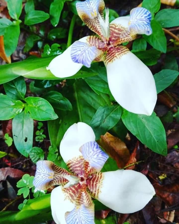 Posada Maria Iguazu Puerto Iguazu Ngoại thất bức ảnh