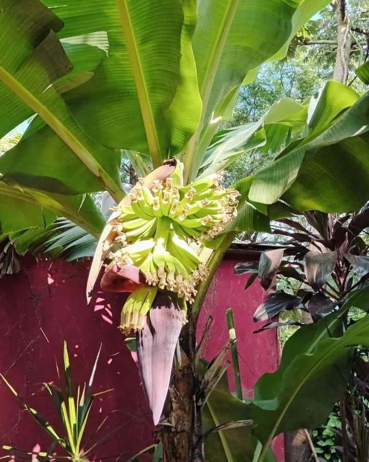 Posada Maria Iguazu Puerto Iguazu Ngoại thất bức ảnh