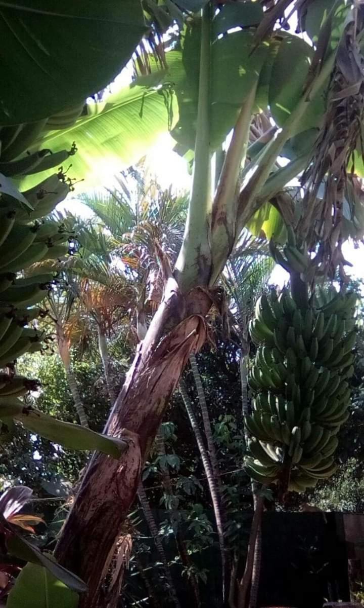 Posada Maria Iguazu Puerto Iguazu Ngoại thất bức ảnh