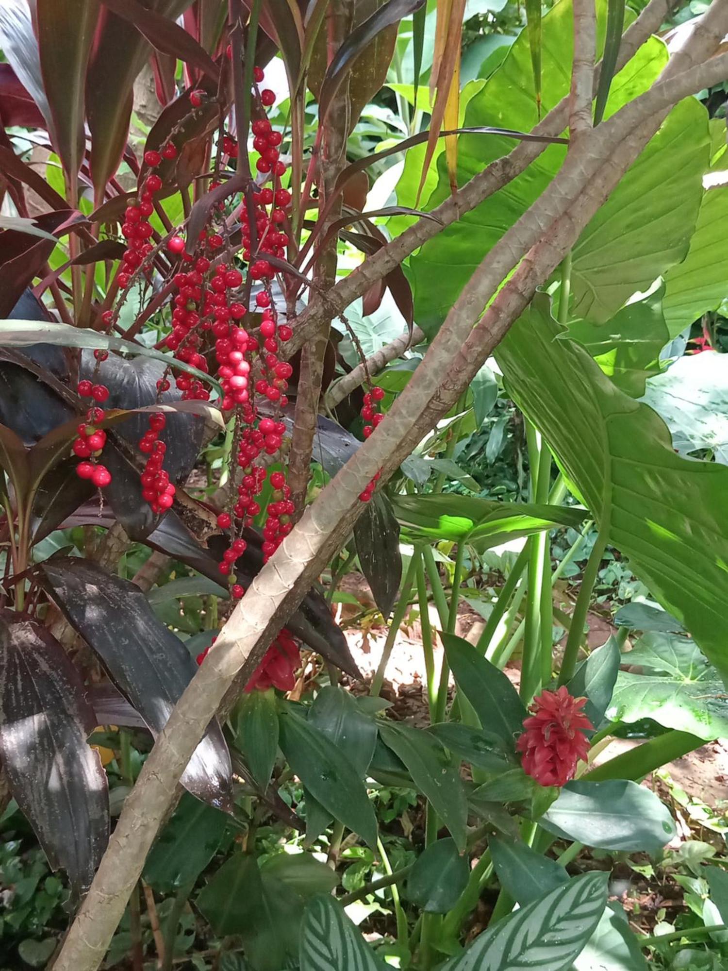Posada Maria Iguazu Puerto Iguazu Ngoại thất bức ảnh